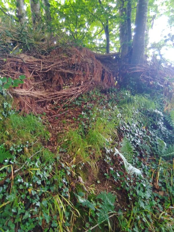 A Devon bank with trees in the background.
